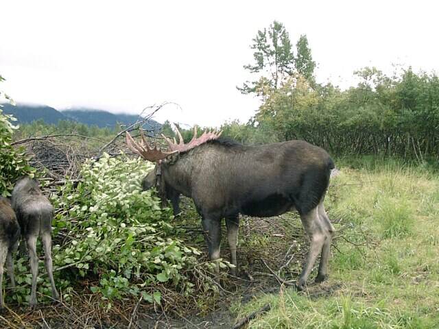 098-s-moose1