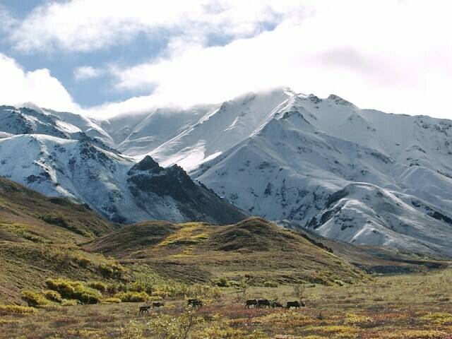 149-denali-herd3