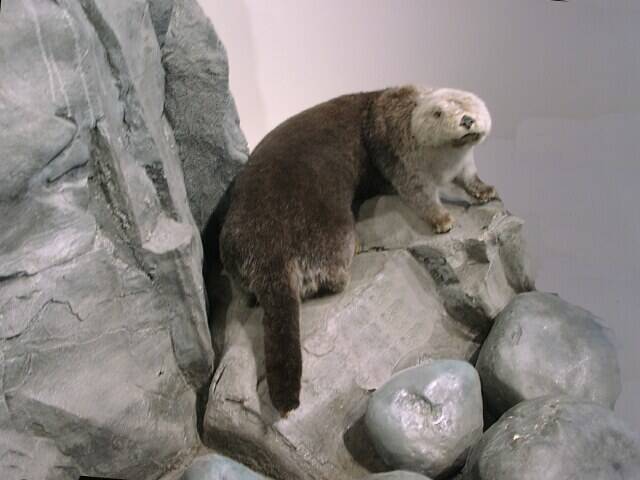 173-museum-sea-otter