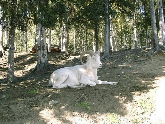 176-zoo-dall-sheep