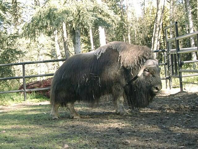 180-zoo-musk-ox