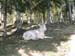 176-zoo-dall-sheep